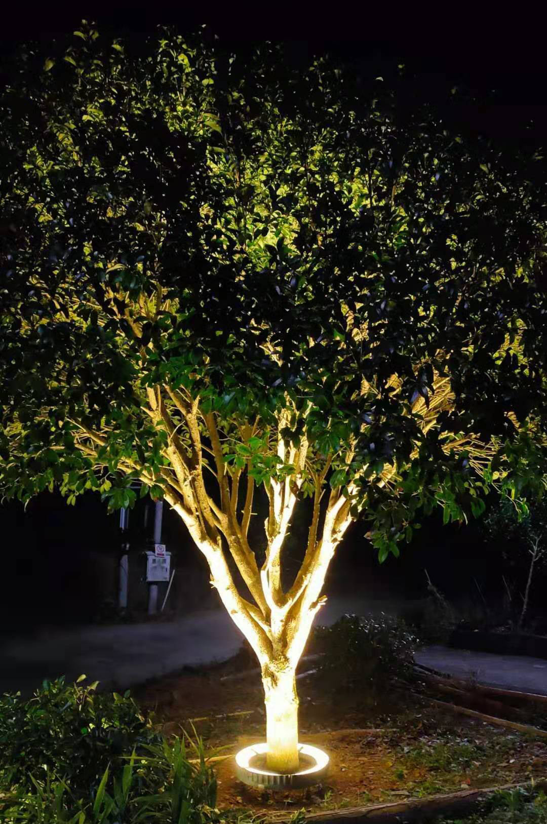 outdoor tree garden lights